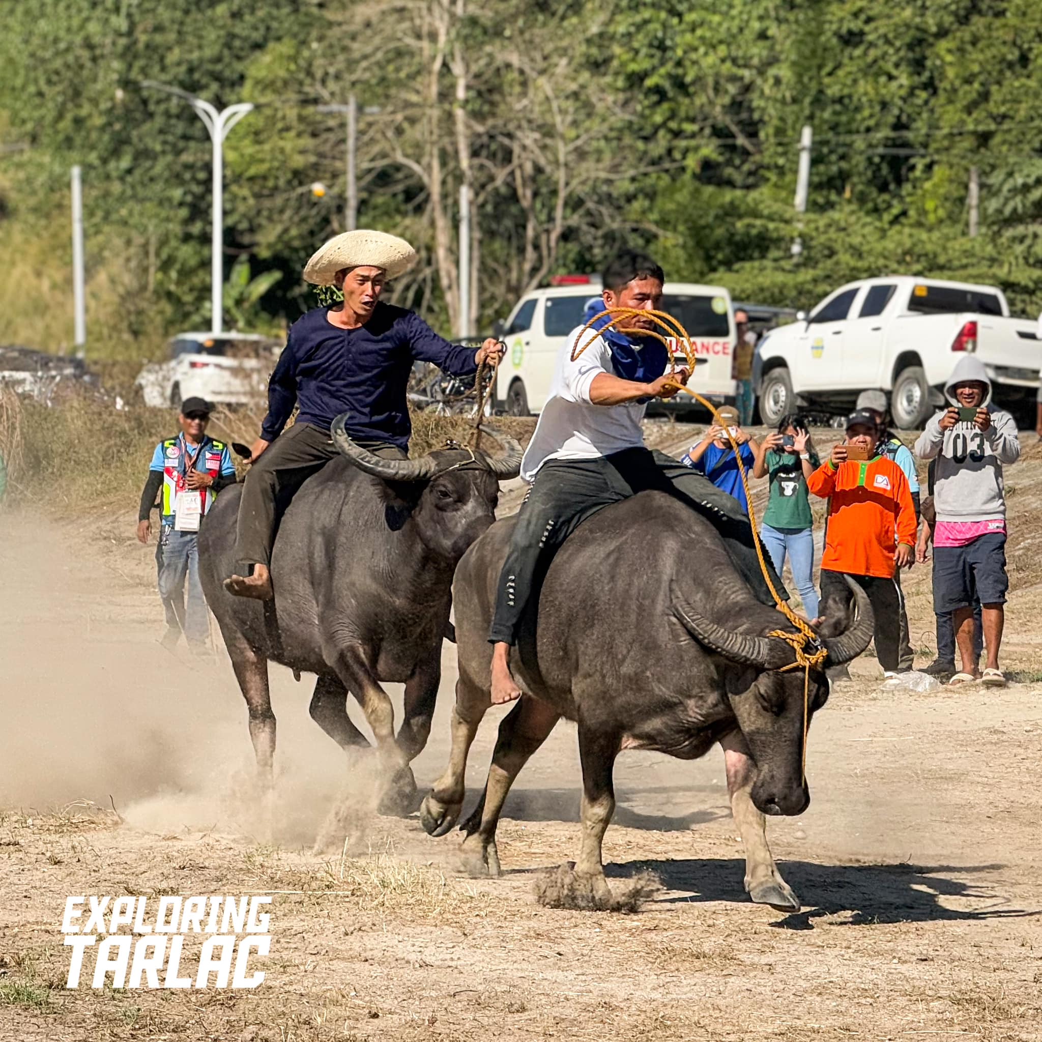Carabao